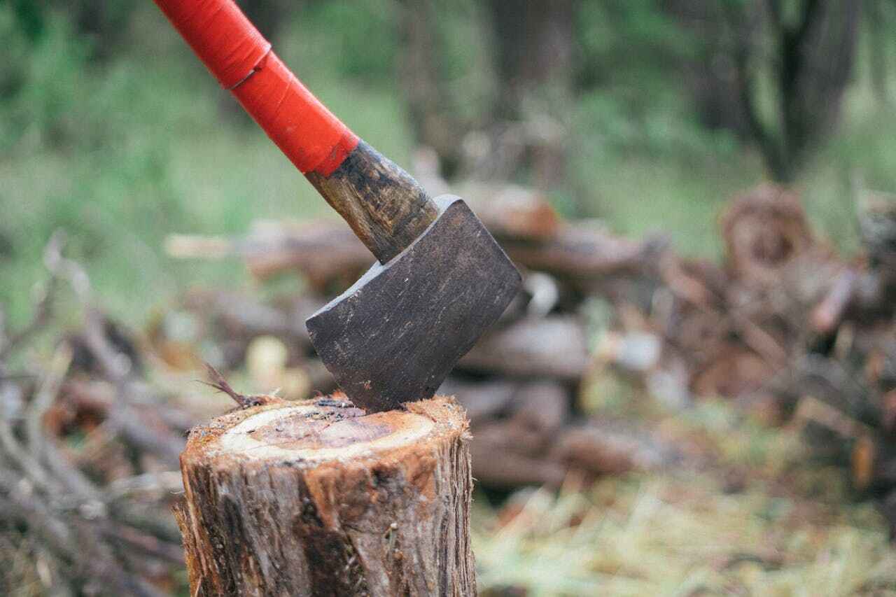 Tree Root Removal in Lauderdale, MN